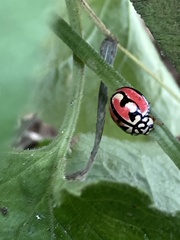 Cheilomenes bidentata