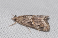 Euchromius cambridgei