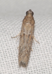 Cadra figulilella