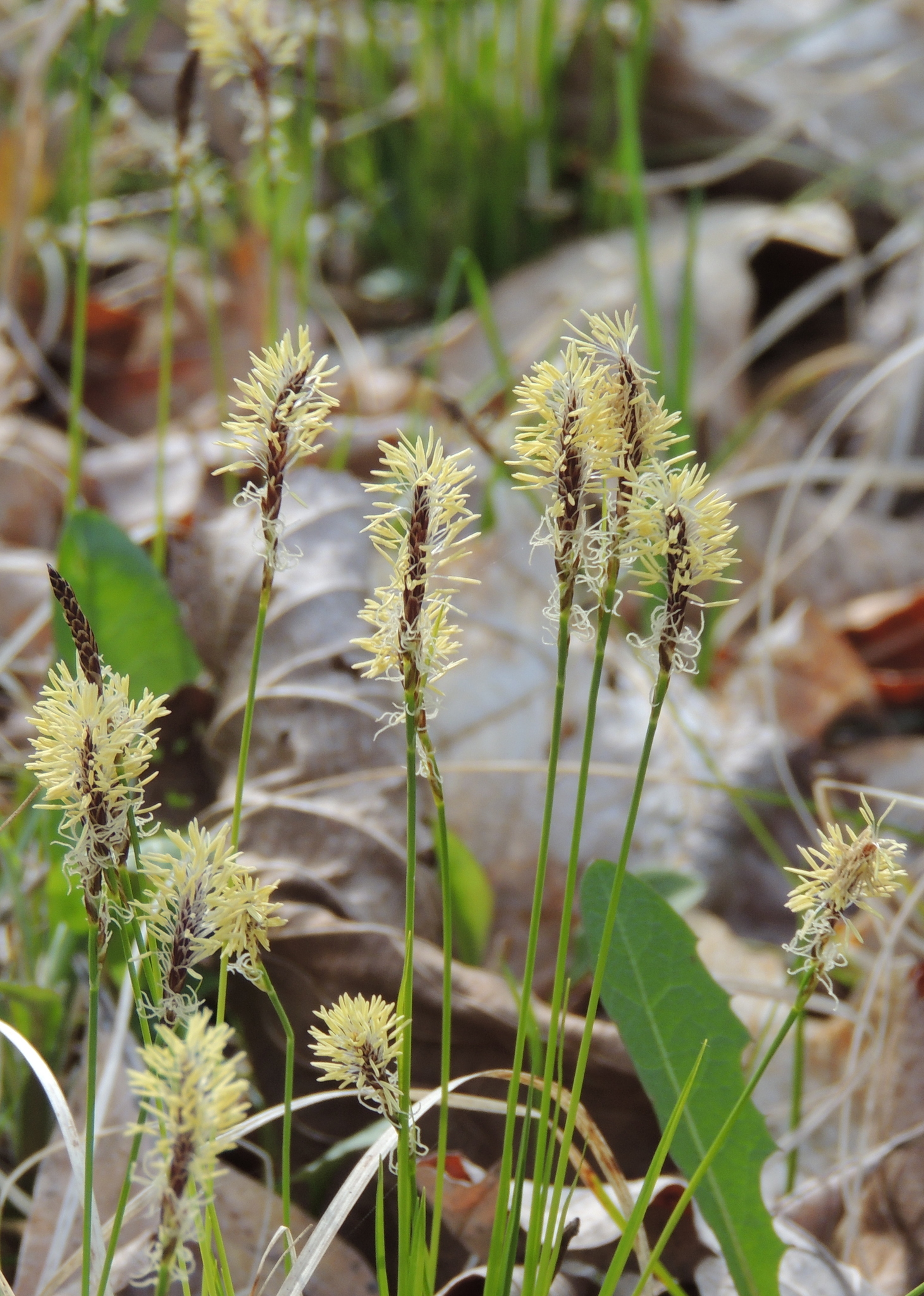 Carex pensylvanica