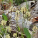 Carex pensylvanica - Photo (c) Matt Flower, μερικά δικαιώματα διατηρούνται (CC BY-NC), uploaded by Matt Flower