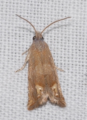 Eucosma conterminana