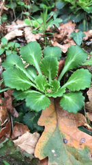 Saxifraga spathularis