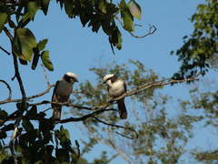Eurocephalus anguitimens