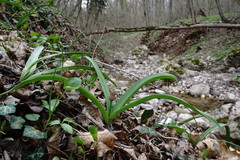 Allium decipiens quercetorum