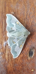Siga pyronia