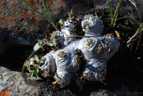 Pachypodium brevicaule