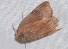 Noctua janthina