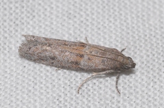 Cadra figulilella