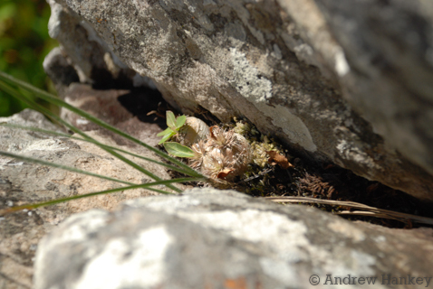 Pachypodium brevicaule