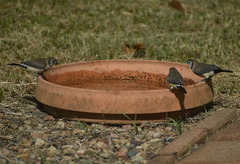 Stizoptera bichenovii bichenovii