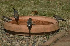 Stizoptera bichenovii bichenovii