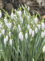 Galanthus nivalis