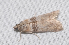 Sciota rhenella