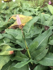 Bistorta officinalis