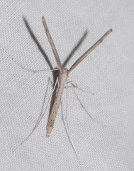 Agdistis meridionalis