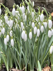 Galanthus nivalis