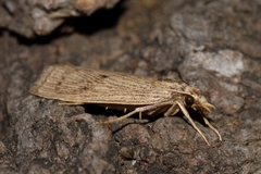 Chilo pulverosellus