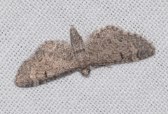 Eupithecia ultimaria