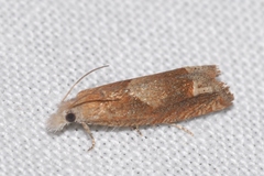Eucosma conterminana