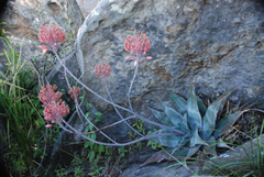 Aloe laeta