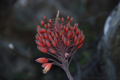 Aloe laeta