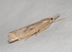 Agriphila tersellus