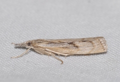 Agriphila tersellus