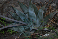 Aloe laeta