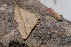 Isturgia murinaria