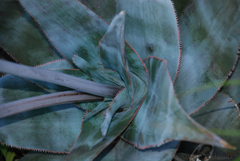 Aloe laeta