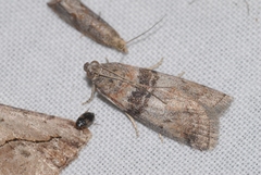 Sciota rhenella