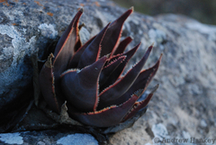 Aloe laeta