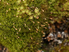 Hymenoloma crispulum