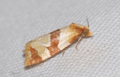 Phalonidia albipalpana