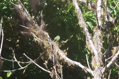 Vireonidae