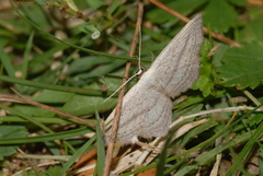 Scopula emutaria