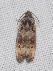 Endothenia gentianaeana