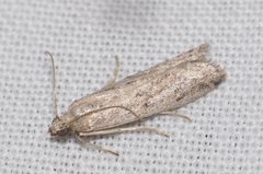 Phycitodes albatella