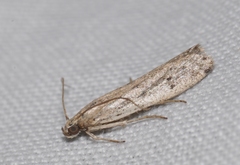 Phycitodes albatella