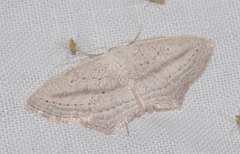Scopula emutaria