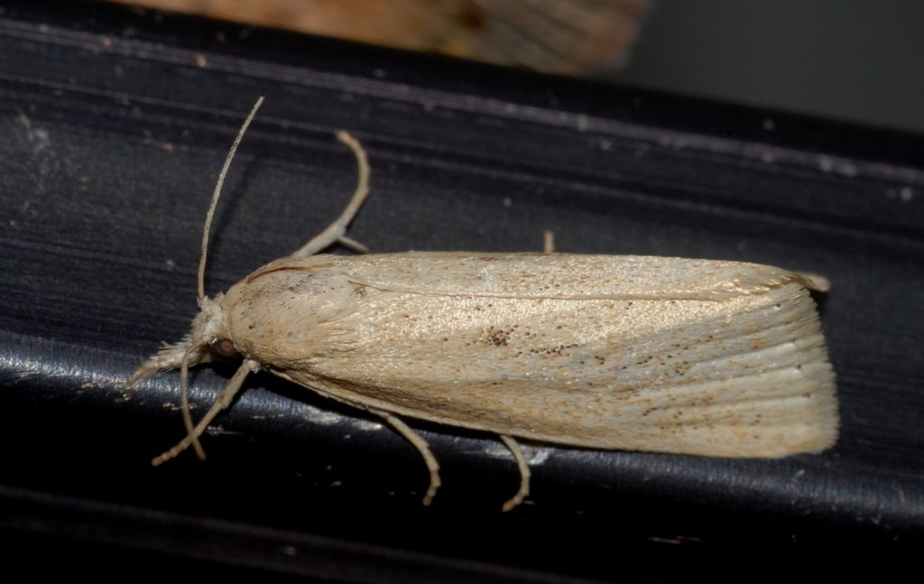 Chilo suppressalis from Camargue, Tour du Valat, Le Rendezvous, Arles
