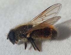 Cheilosia grossa
