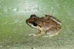 Pristimantis relictus