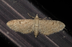 Eupithecia ultimaria