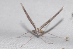 Agdistis meridionalis