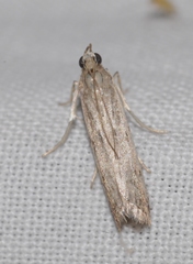 Phycitodes inquinatella