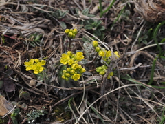 Draba lasiocarpa