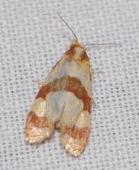 Phalonidia albipalpana