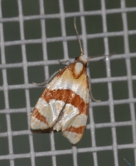 Phalonidia albipalpana